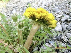 Mutated dandelion in Saitama Mutated dandelion in Saitama