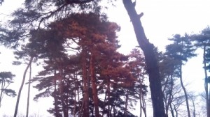 red forest Fukushima red forest Fukushima