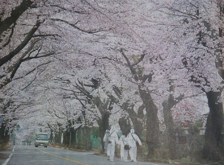 Good bye cherry blossom3