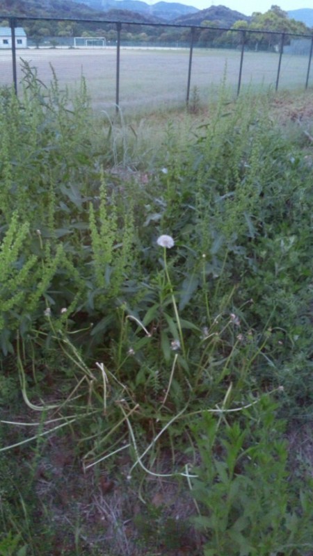 More giant dandelions More giant dandelions