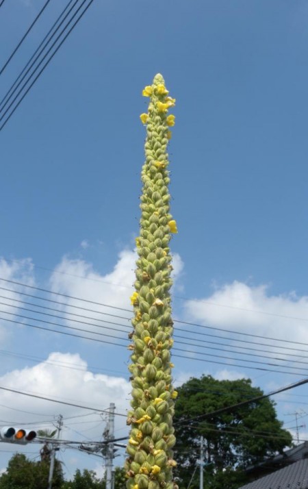 Deformed plants in South Ibaraki3 Deformed plants in South Ibaraki3
