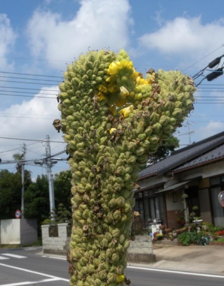 deformed plants south ibaraki deformed plants south ibaraki