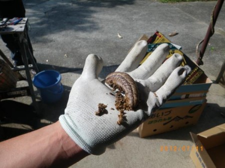 Mutated slug in Fukushima