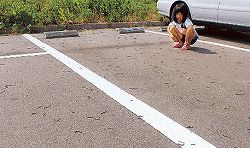 More than 10,000 earthworms found dead in a parking lot of 250m2 North Japan