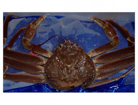 [Albino] Blue snow crab found in Tottori