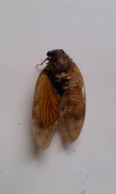 5 [Mutation] Cicada with a leg on its head, white external tumor on abdomen, deformed wings