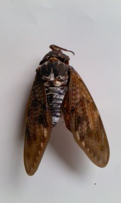 1 [Mutation] Cicada with a leg on its head, white external tumor on abdomen, deformed wings