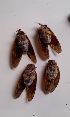 3 [Mutation] Cicada with a leg on its head, white external tumor on abdomen, deformed wings