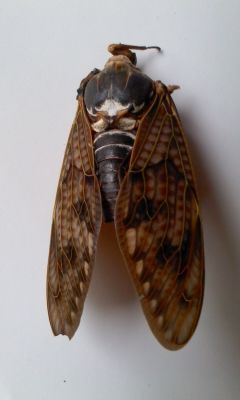 2 [Mutation] Cicada with a leg on its head, white external tumor on abdomen, deformed wings