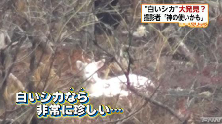 [Albino] White deer-looking animal found in Hyogo