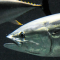 Over 80% of Tuna died since December in a major Tokyo aquarium