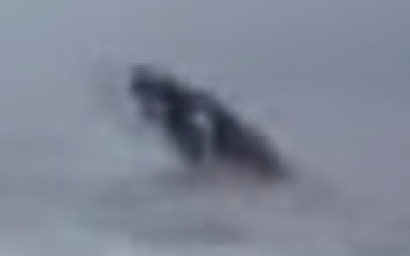 Whale and approx. 100 dolphins seen in the Inland Sea of Japan / Maritime Safety Agency “Extremely rare”