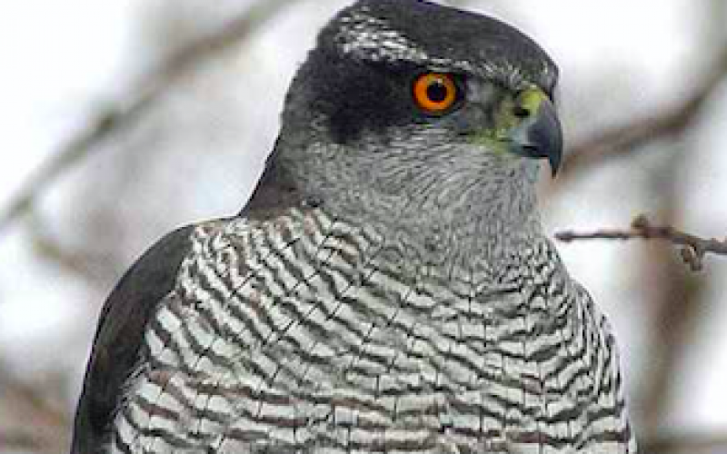 Breeding success of goshawk significantly dropping in North Kanto area / 0.1 μSv/h increase reduces 10% breeding