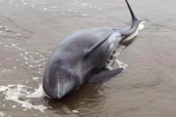 Most of the inspected dolphins had lungs in ischaemia state as “entirely white”