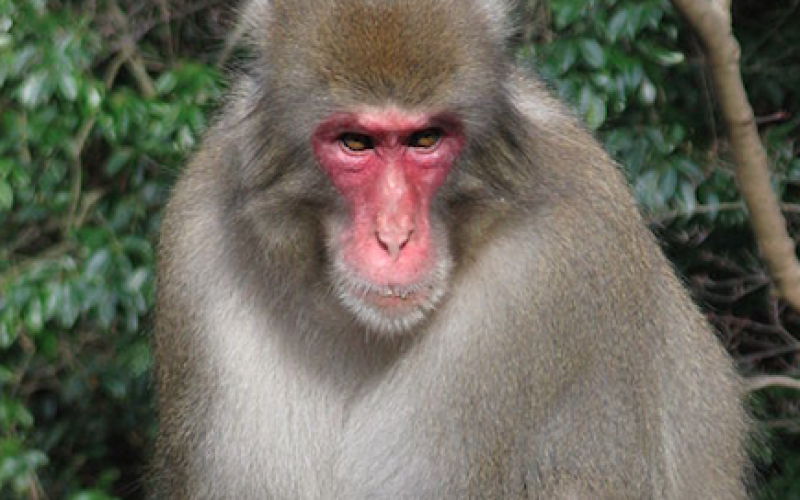 Scientists “Fukushima monkeys have significantly low level of white and red blood cell counts”