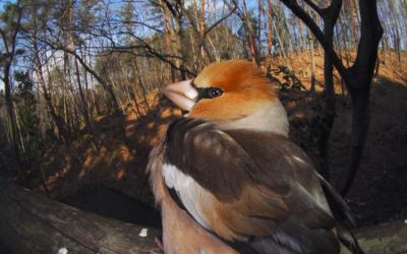 Stronger negative relationship of wild bird abundance and radiation level seen in Fukushima than Chernobyl