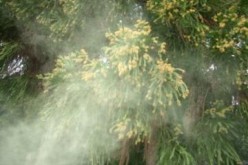 25,400 Bq/Kg of Cs-134/137 from cedar male flower of 2014 / The Forestry Agency “Reduced to only 10% of 2011”