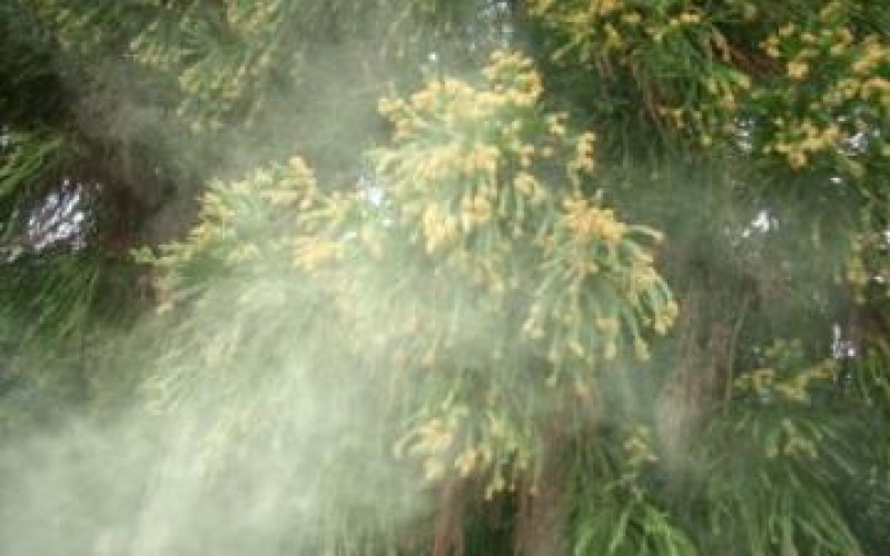 25,400 Bq/Kg of Cs-134/137 from cedar male flower of 2014 / The Forestry Agency “Reduced to only 10% of 2011”
