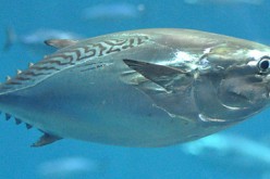 40 percent of mackerel tuna died in 1 week in a Tokyo aquarium, where 99 percent of tuna died earlier this year