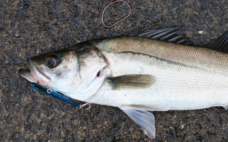 Cs-134/137 detected from 6 of 6 sea bass samples taken Ibaraki offshore